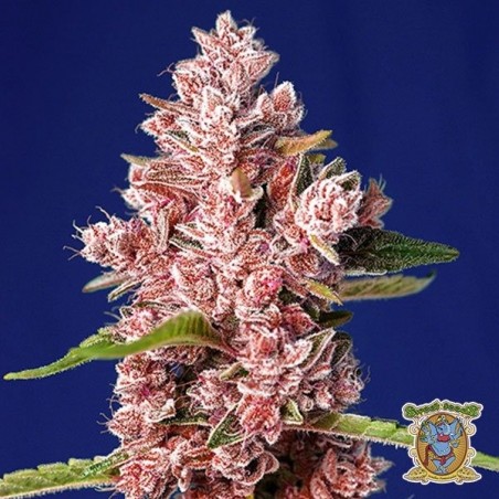 Plante de cannabis Tropicanna Poison F1 Fast Version
