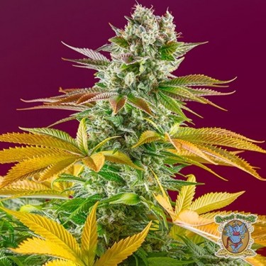 Plante de cannabis Gorilla Girl Fast Version F1