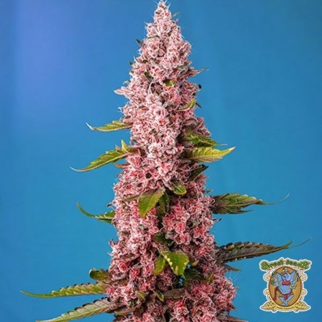 Plante de cannabis Red Hot Cookies