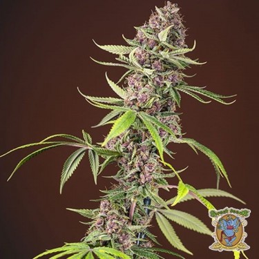Red Mandarine Fast Version F1 Plante de cannabis