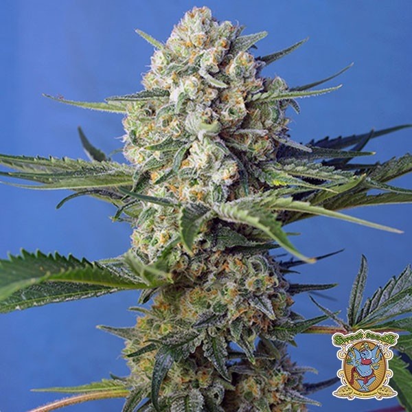 Voir Crystal Candy F1 Fast Version de Sweet Seeds - Grow Barato