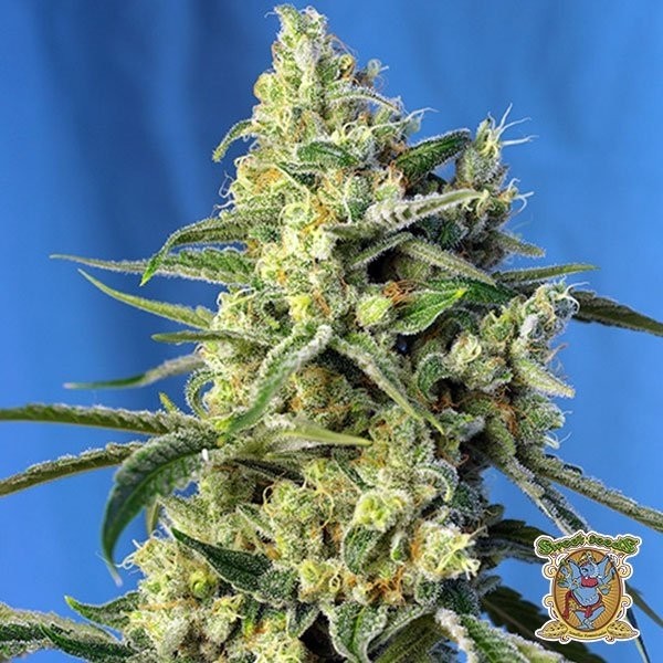 Voir Sweet Amnesia Haze Plante de marijuana