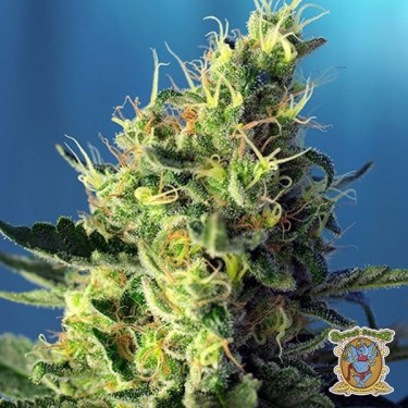 Sweet Pure CBD Plante de cannabis