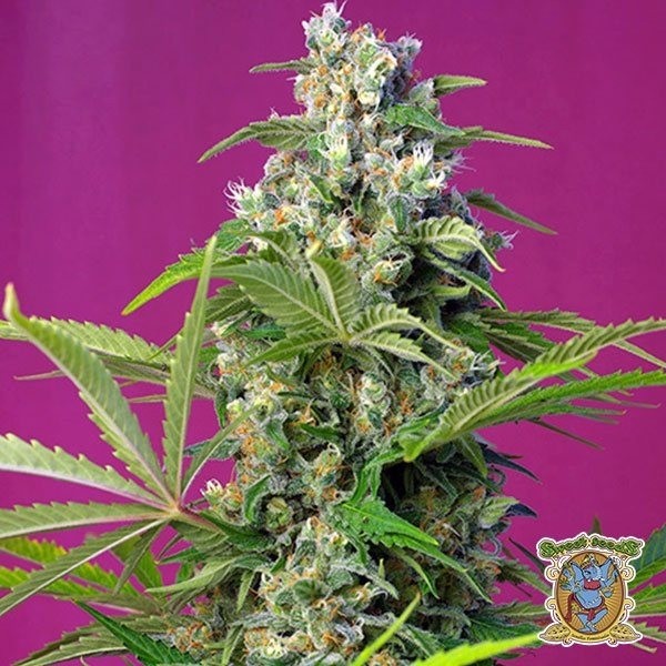 Voir Plante de marijuana Gorilla Girl