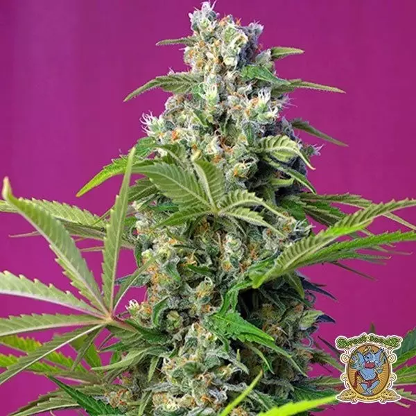 Voir Plante de marijuana Gorilla Girl