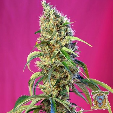 Black Jack CBD de Sweet Seeds féminisée - Grow Barato