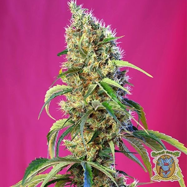 Black Jack CBD de Sweet Seeds féminisée - Grow Barato