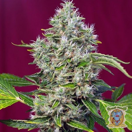 San Fernando Lemon Kush Plante de marijuana