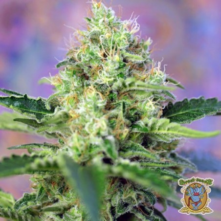 Plante de marijuana Crystal Candy