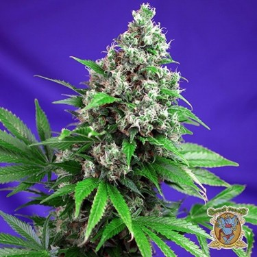 Kush Killer F1 Fast Version®