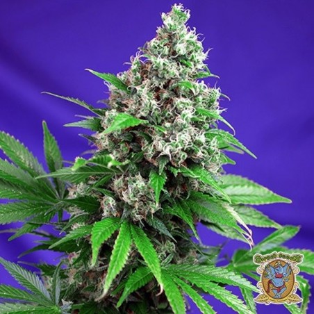 Plante de marijuana