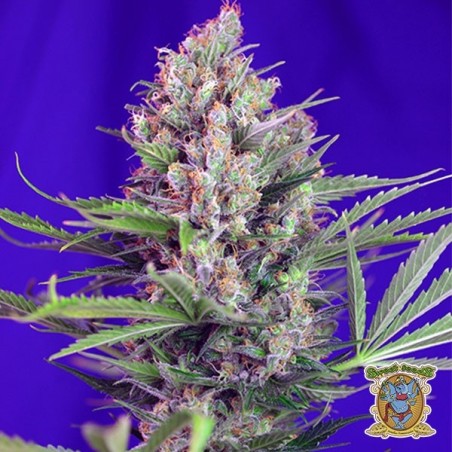 Plante de marijuana