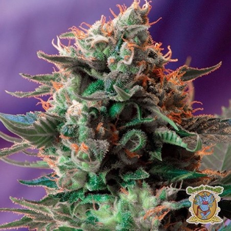 Plante de marijuana Jack 47 F1 Fast Version