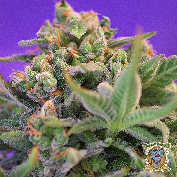 Voir Plante de marijuana Sweet Cheese F1 Fast Version