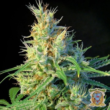 Psicodelicia Plante de cannabis