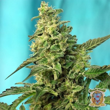 Plant de cannabis