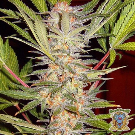 Sweet Afgani Delicious S.A.D. S1 Plante de cannabis
