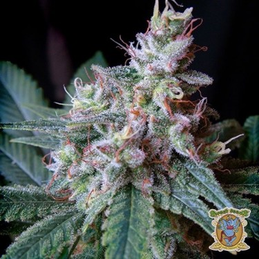 Cream Caramel Plante de cannabis