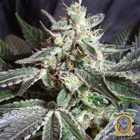 Black Jack plante de cannabis