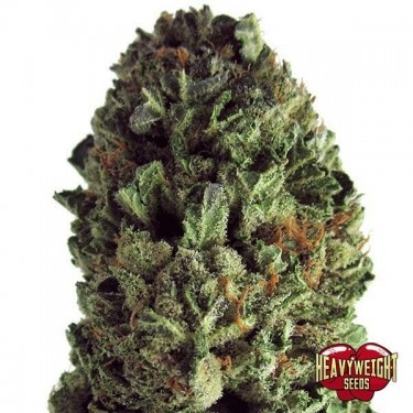 Plante de marijuana Budzilla