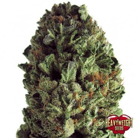 Plante de marijuana Budzilla