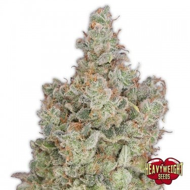 Plante de cannabis Total Paralysis