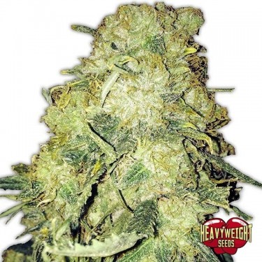 Goldmine féminisée de Heavywieght Seeds - Grow Barato