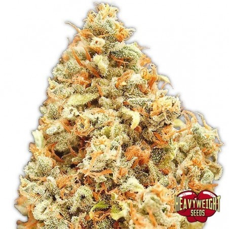 Plante de cannabis Monster Profit