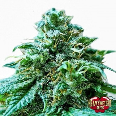 Plante de marijuana Superb O.G