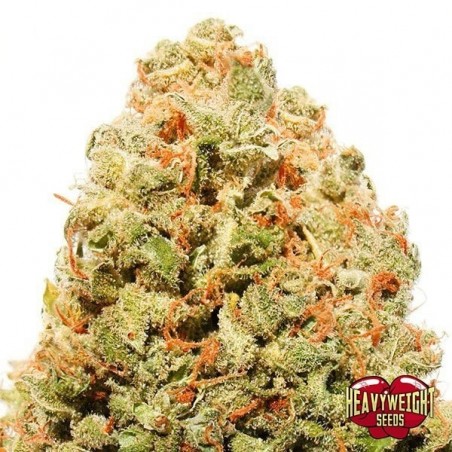 Plante de marijuana Strawberry Cake