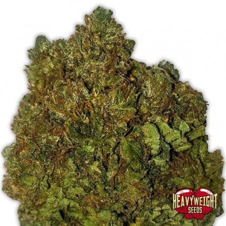 Plante de marijuana Money Bush