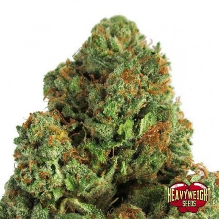 Plant de cannabis