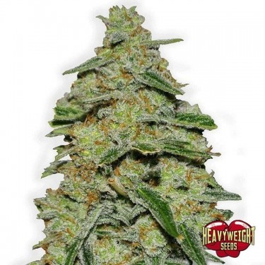 Plante de marijuana Lemon Cake