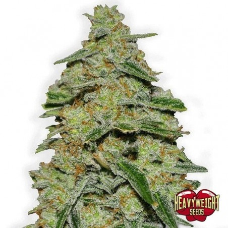 Plante de marijuana Lemon Cake
