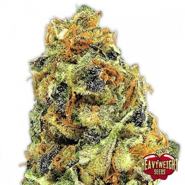 Plante de marijuana KO Kush