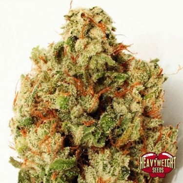 Poids lourd Ninja vert graines féminisées - Grow Barato