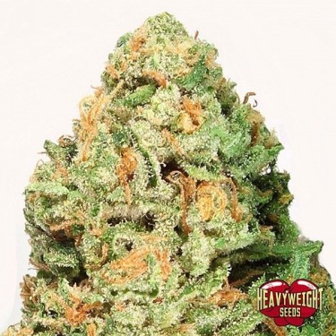 Plante de marijuana Fruit Punch