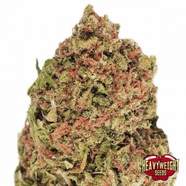 Plante de cannabis Dream Machine