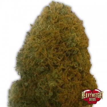 Plante de marijuana Champion