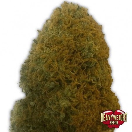 Plante de marijuana Champion