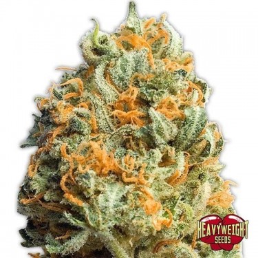 Fully Loaded Auto Plante de cannabis