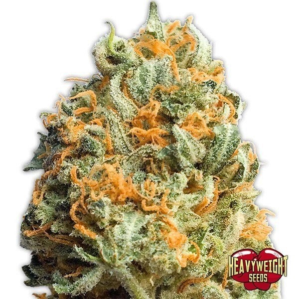 Voir Fully Loaded Auto Plante de cannabis