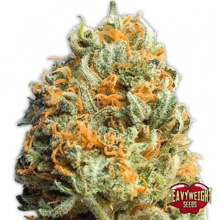 Fully Loaded Auto Plante de cannabis