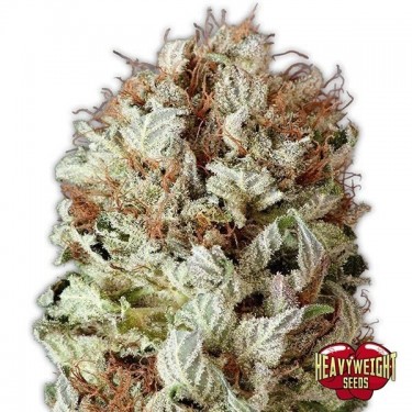 Plante de cannabis Extreme Impact Auto