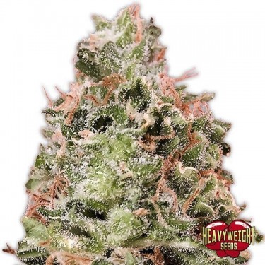 Plante de cannabis Waist Deep Auto