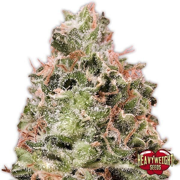 Voir Plante de cannabis Waist Deep Auto