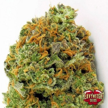 Plante de marijuana Wipeout Express Auto