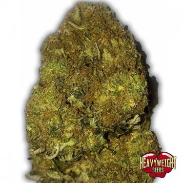 Plante de marijuana Skunky Monkey Auto