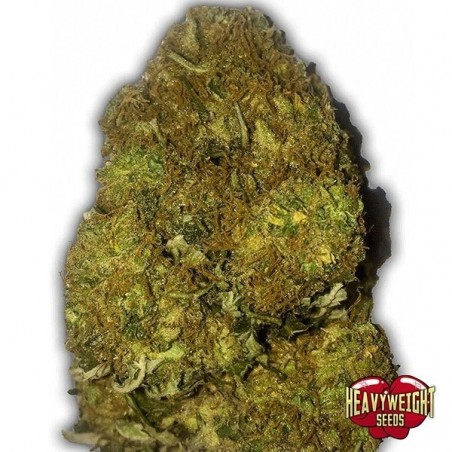 Plante de marijuana Skunky Monkey Auto