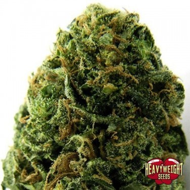 Plante de marijuana Massive Midget Auto